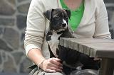 ADULTE ET CHIEN 406